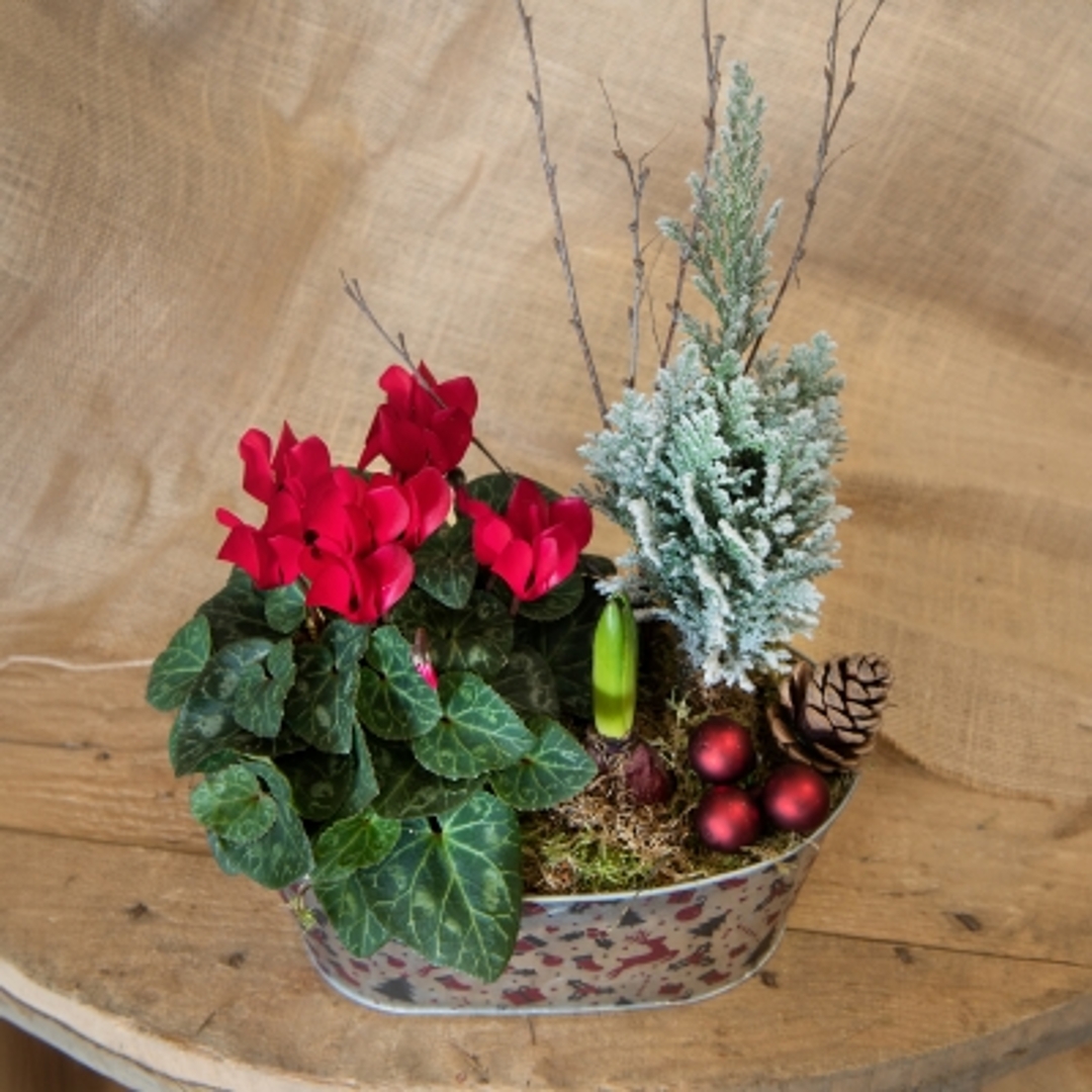 Christmas Planter Small